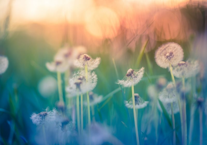 Pusteblume Eine Pusteblume im Wind
